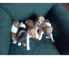 Hermosos Cachorros  Jack Russell !!