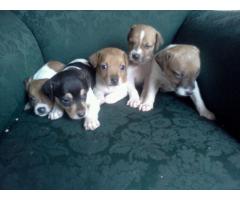 Hermosos Cachorros  Jack Russell !!