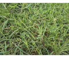 grama natural pasto bermuda grass colombia