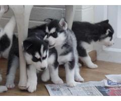 Cachorros de Husky siberiano disponibles.