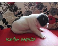 BULLDOG FRANCÉS preciosos en venta PURA RAZA GARANTIZADOS.