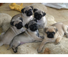 Dos hermosos cachorros blancos pug Una perra y un perro