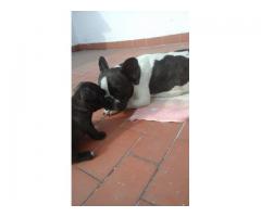 VENDO CACHORROS BULLDOG FRANCES PUROS