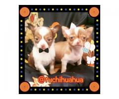 CHIHUAHUAS EN COLOMBIA LOS MAS LINDOS FOR SALE!!!