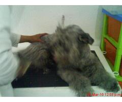 Certifiquese como Peluquero Canino con Resolucion