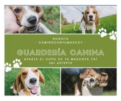 Guardería Canina -Urbana