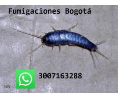 Pescaditos de plata fumigacion efectiva BOgota tel 3007163288