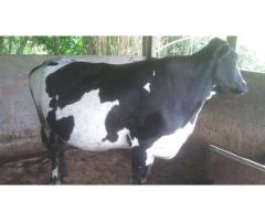 vendo 2 vacas una ternera y un ternero en cali valle cel 3013108166