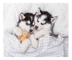 Dos cachorros de Husky para tu hogar