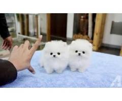 Tanto machos como hembras adorables cachorros de Pomerania para tu hogar