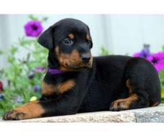 Doberman de manto negro de pelaje brillante y gran genetica