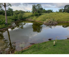 VENTA  FINCA GANADERA CON DOBLE PROPÓSITO EN COSTA RICA