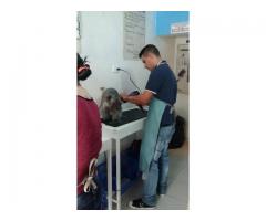 800.000 CURSO PELUQUERIA  CANINA