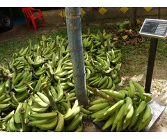 VENDO FINCA CULTIVADA DE PLATANO CON TRANSFORMACION  A PATACONES,CON CLIENTELA EN ANTIOQUIA !!!!