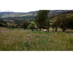 SE VENDE HERMOSA FINCA AGROGANADERA EN USME 21.5 FANEG.