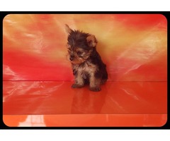 Yorkshire Terrier Minis