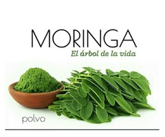 Moringa