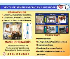 VENTA DE DOSISI DE SEMEN DE PORCINO