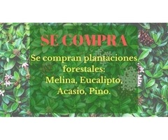 Se compran plantaciones forestales