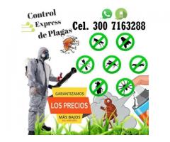 Fumigacion pulgas Bogota  tel 3007163288