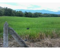 Finca Lerida Tol. 1.000 Hect Arrocera y Ganadera