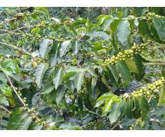 vendo fina cafetera salento quindio