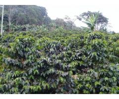 vendo fina cafetera salento quindio