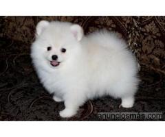 Regalo cachorros pomeranian macho y hembra disponibles