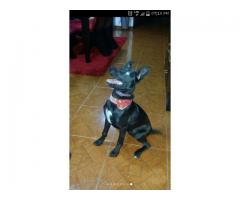 PERRO EN ADOPCION