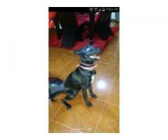 PERRO EN ADOPCION