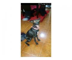 PERRO EN ADOPCION