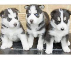 cachorros de husky siberiano macho y hembra