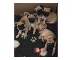 KC reg pug cachorros listos para irse allí nuevas casas