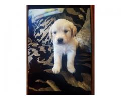 KC golden retriever,