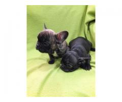 VENDO HERMOSOS CACHORROS BULLDOG FRANCES