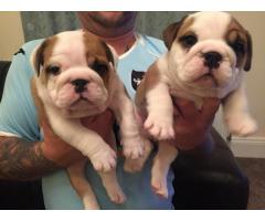 cachorros de bulldog inglés listos