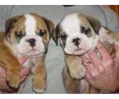 ala venta hermosos cachorros bulldog ingles y frances contactanos al wasapp 3104876161