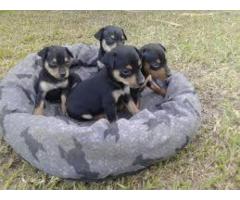 ala venta hermosos cachorros pincher contactanos al wasapp 3104876161