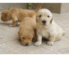 ala venta hermosos cachorros golden retriver contactanos al wasapp 3104876161